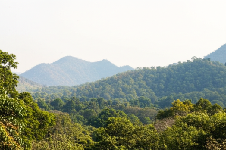Bandhavgarh National Park: A Wildlife Paradise