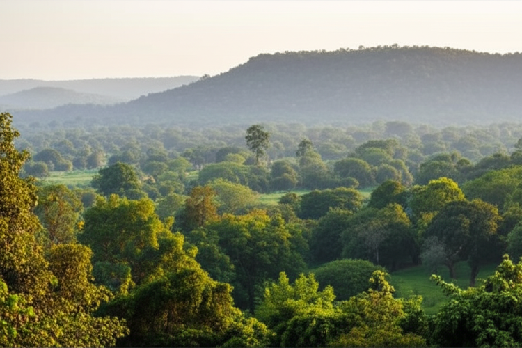 Pench National Park: A Wildlife Paradise in Madhya Pradesh